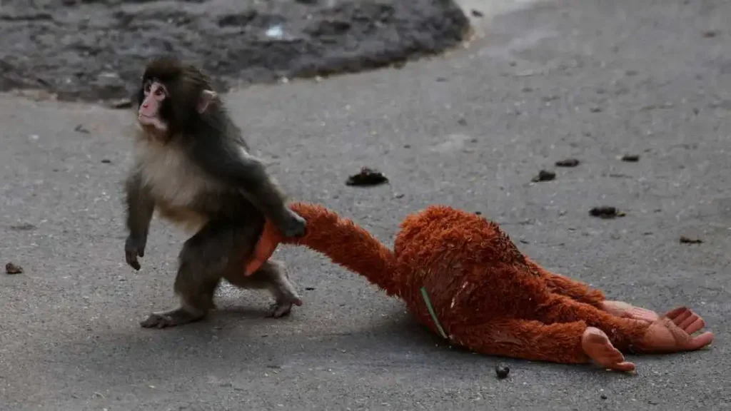 Punch, the baby monkey with his toy.